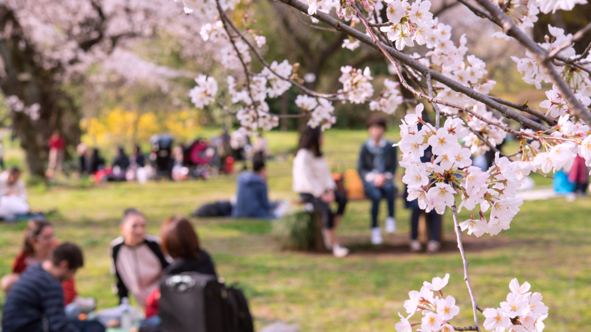 Körsbärsblomsträd och människor i en park