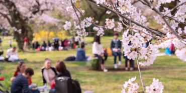 Körsbärsblomsträd och människor i en park