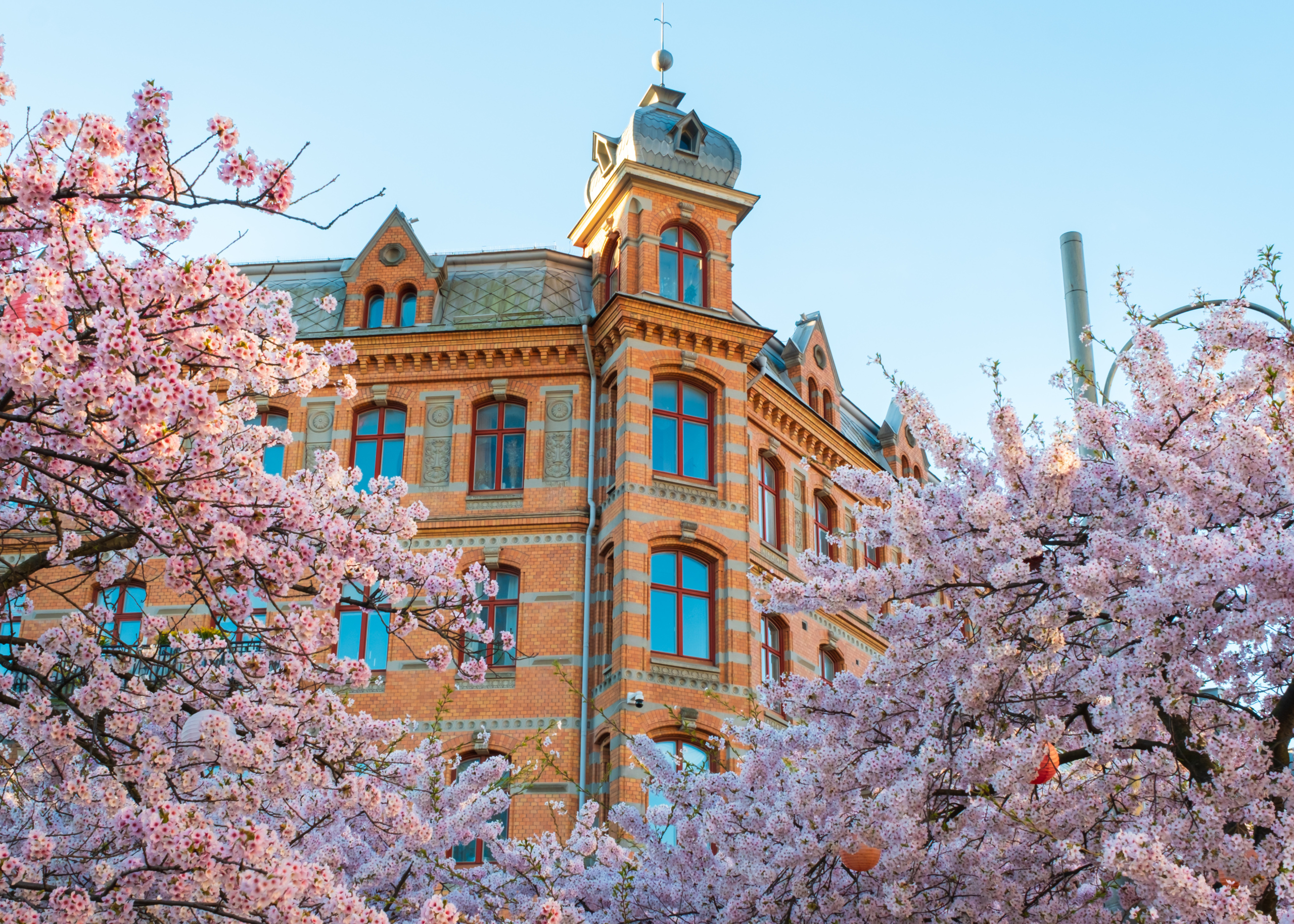 Cherry blossom during early spring framing historic building at gothenburg, sweden
